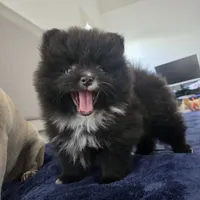 Eulalio , a male Pomeranian for sale in Reno, NV – 4 of 5