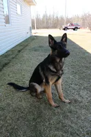 Kimber's Blue collar male, a male German Shepherd Dog for sale in Iron Mountain, MI – 8 of 9