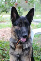 Red collar male, a male German Shepherd Dog for sale in Iron Mountain, MI – 8 of 8