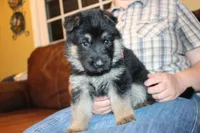 Purple collar female, a female German Shepherd Dog for sale in Iron Mountain, MI – 9 of 10