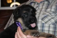 Lilac collar female, a female German Shepherd Dog for sale in Iron Mountain, MI – 2 of 10