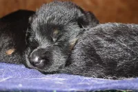 Boston Blackie, a male German Shepherd Dog for sale in Iron Mountain, MI – 5 of 10