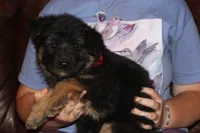 Kaylah's Orange collar GSD female, a female German Shepherd Dog for sale in Iron Mountain, MI – 4 of 7