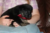 Red collar male, a male German Shepherd Dog for sale in Iron Mountain, MI – 4 of 8