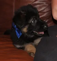 Kimber's Blue collar male, a male German Shepherd Dog for sale in Iron Mountain, MI – 3 of 9