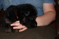 Blue collar male, a male German Shepherd Dog for sale in Iron Mountain, MI – 8 of 10