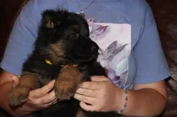 Kaylah's Yellow collared GSD female, a female German Shepherd Dog for sale in Iron Mountain, MI – 4 of 7