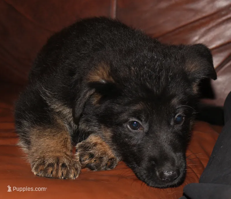 Kimber's Red collar GSD male – German Shepherd Dog puppy for sale in Iron Mountain, MI