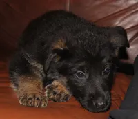 Kimber's Red collar GSD male, a male German Shepherd Dog for sale in Iron Mountain, MI – 1 of 8