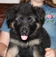 Kimber's Blue collar male, a male German Shepherd Dog for sale in Iron Mountain, MI – 1 of 9