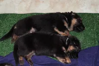 Boston Blackie, a male German Shepherd Dog for sale in Iron Mountain, MI – 8 of 10