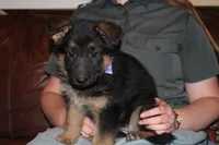 Kaylah's Lilac collar GSD female, a female German Shepherd Dog for sale in Iron Mountain, MI – 2 of 8