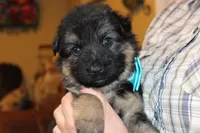 Purple collar female, a female German Shepherd Dog for sale in Iron Mountain, MI – 8 of 10