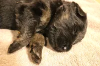 Greta, a female German Shepherd Dog for sale in Iron Mountain, MI – 6 of 10