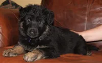 Kimber's Purple collar female GSD, a female German Shepherd Dog for sale in Iron Mountain, MI – 4 of 7