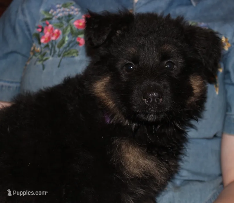Kimber's Lilac Collar GSD female – German Shepherd Dog puppy for sale in Iron Mountain, MI