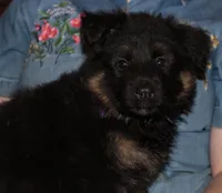 Kimber's Lilac Collar GSD female, a female German Shepherd Dog for sale in Iron Mountain, MI – 1 of 8