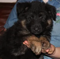 Kimber's Lilac Collar GSD female, a female German Shepherd Dog for sale in Iron Mountain, MI – 4 of 8