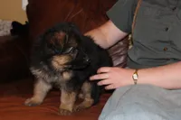 Kaylah's Light blue collar GSD female, a female German Shepherd Dog for sale in Iron Mountain, MI – 4 of 9