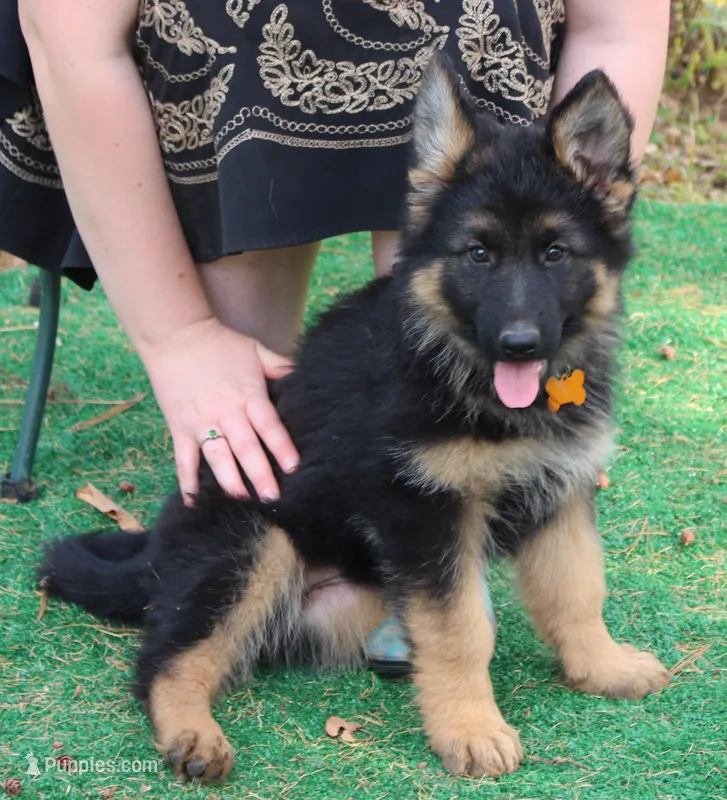 Kaylah's Yellow collared GSD female – German Shepherd Dog puppy for sale in Iron Mountain, MI