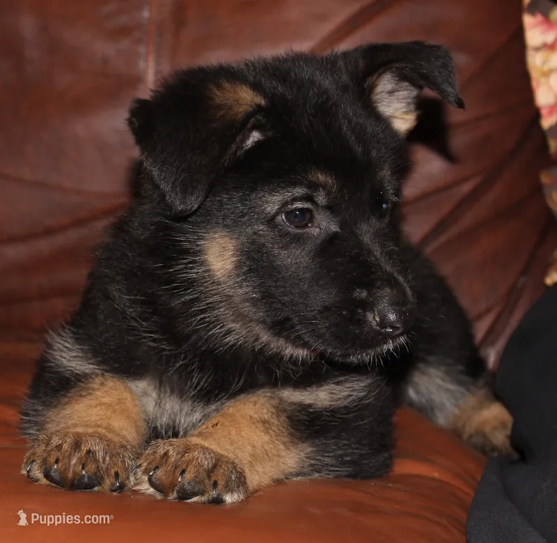 Kimber's Pink collar GSD female – German Shepherd Dog puppy for sale in Iron Mountain, MI