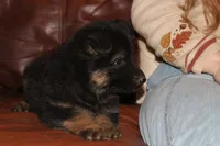 Kaylah's Purple Collar GSD female, a female German Shepherd Dog for sale in Iron Mountain, MI – 2 of 10