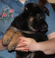 Kimber's Pink collar GSD female, a female German Shepherd Dog for sale in Iron Mountain, MI – 2 of 7