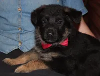 Kimber's Red collar GSD male, a male German Shepherd Dog for sale in Iron Mountain, MI – 2 of 8