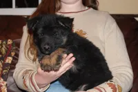 Kaylah's Purple Collar GSD female, a female German Shepherd Dog for sale in Iron Mountain, MI – 7 of 10