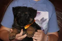 Kaylah's Yellow collared GSD female, a female German Shepherd Dog for sale in Iron Mountain, MI – 3 of 7