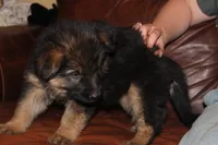 Kaylah's Light blue collar GSD female, a female German Shepherd Dog for sale in Iron Mountain, MI – 5 of 9
