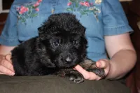 Blue collar male, a male German Shepherd Dog for sale in Iron Mountain, MI – 6 of 10