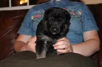 Blue collar male, a male German Shepherd Dog for sale in Iron Mountain, MI – 3 of 10