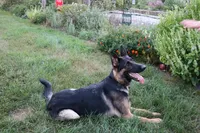 Kimber's Red collar GSD male, a male German Shepherd Dog for sale in Iron Mountain, MI – 7 of 8