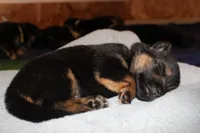 Boston Blackie, a male German Shepherd Dog for sale in Iron Mountain, MI – 2 of 10
