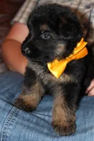 Purple collar female, a female German Shepherd Dog for sale in Iron Mountain, MI – 6 of 10