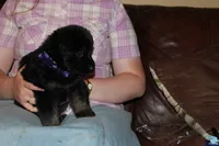 Purple Collar female, a female German Shepherd Dog for sale in Iron Mountain, MI – 2 of 8