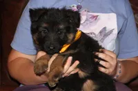 Kaylah's Yellow collared GSD female, a female German Shepherd Dog for sale in Iron Mountain, MI – 2 of 7
