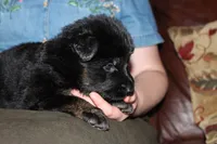 Pink Collar female, a female German Shepherd Dog for sale in Iron Mountain, MI – 5 of 8