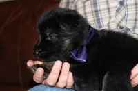 Lilac collar female, a female German Shepherd Dog for sale in Iron Mountain, MI – 9 of 10