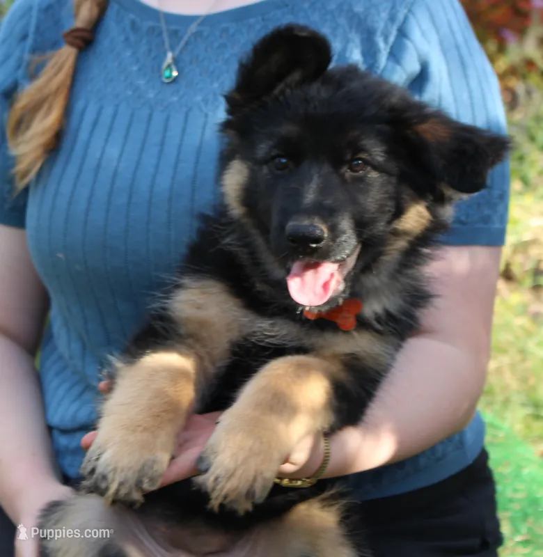 Kaylah's Orange collar GSD female – German Shepherd Dog puppy for sale in Iron Mountain, MI