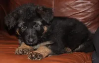 Kimber's Blue collar male, a male German Shepherd Dog for sale in Iron Mountain, MI – 6 of 9