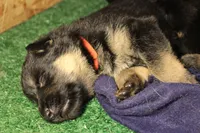 Aida, a female German Shepherd Dog for sale in Iron Mountain, MI – 5 of 10