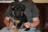 Kaylah's Lilac collar GSD female, a female German Shepherd Dog for sale in Iron Mountain, MI – 3 of 8