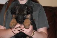 Kaylah's Light blue collar GSD female, a female German Shepherd Dog for sale in Iron Mountain, MI – 7 of 9