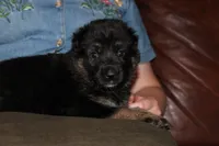 Blue collar male, a male German Shepherd Dog for sale in Iron Mountain, MI – 5 of 10