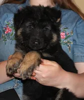 Kimber's Light blue collar GSD female, a female German Shepherd Dog for sale in Iron Mountain, MI – 3 of 6
