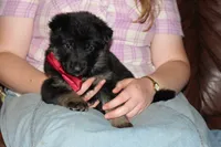 Red collar male, a male German Shepherd Dog for sale in Iron Mountain, MI – 2 of 8
