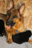 Boston Blackie, a male German Shepherd Dog for sale in Iron Mountain, MI – 9 of 10