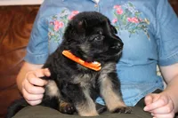 Purple collar female, a female German Shepherd Dog for sale in Iron Mountain, MI – 10 of 10